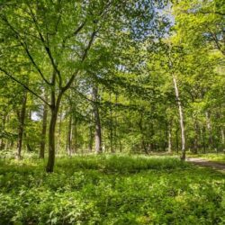 Wandelpad in het Calmeynbos voor een wie in de zomer de schaduw wil opzoeken