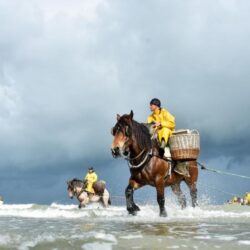 Een vijftal garnaalvissers te paard in de typische gele kledij slepen hun netten door het water