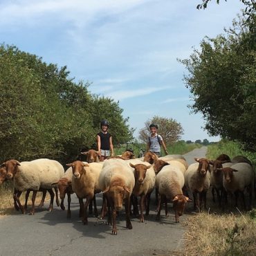 Schapen langs het kanaal Nieuwpoort-Duinkerke zorgen voor natuurlijke begrazing en een occasioneel obstakel voor fietsers