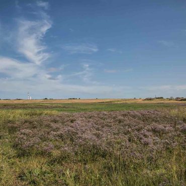 Zicht op het wijdse landschap met zoutminnende planten als zeekraal, zeeweegbree en lamsoor