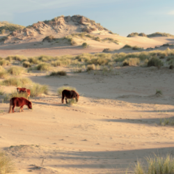 Shetlandpony's in het duinencomplex ter Yde zorgen voor de begrazing van deze natuurparel langs de kust